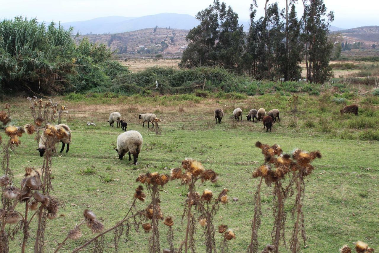 Hospedajes Tabolango Quillota Εξωτερικό φωτογραφία